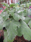 Preview: Lavatera cultorum Chamallow ® - Buschmalve - Strauchpappel - 30-40cm